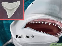 Bull shark teeth stock photos & bull shark teeth www.thefossilforum.com. How To Identify Shark Teeth 15 Steps With Pictures Wikihow