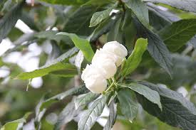 Image result for Stilbaceae