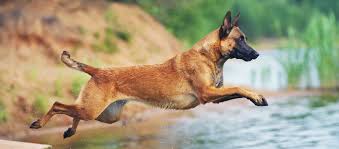 Brush the belgian malinois' coat weekly to remove dead hair. Belgian Malinois Petplace