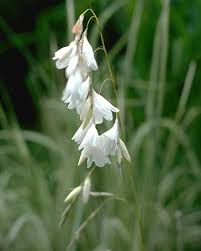 Image result for Dierama formosum