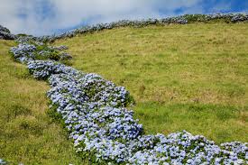 Sur mon voyage de 17 jours aux açores, j'avais prévu pas moins de 7 jours sur la seule île de flores. Le Paradis Perdu De L Ile Aux Fleurs Des Acores Au Portugal