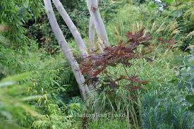 Albizia julibrissin, the persian silk tree or pink silk tree, is a species of tree in the family fabaceae, native to southwestern and eastern asia. Albizia Julibrissin Summer Chocolate Plantentuin Esveld