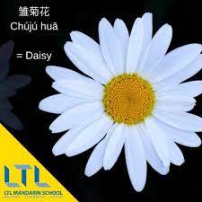 Learn Chinese Flower Names Daisy Chinese Mandarin Chinese Learning Learn Chinese