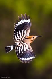 Ibibik Kusu Veya Hudhud Kusu Turkiye Eurasian Hoopoe Upupa Epops Guzel Kuslar Kus Resimleri Hayvanlar