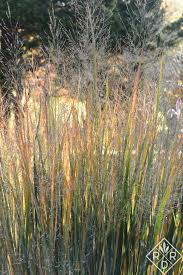 Panicum virgatum northwind aka northwind switchgrass. Glorious Grasses Red Dirt Ramblings