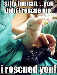 Wackyy The Ultimate Source Of Funny And Weird Products Funny Animals Funny Animal Pictures Cute Cats