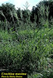 Image result for Urochloa platynota