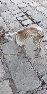 Stray Dog Rescue from Abandoned House | TikTok