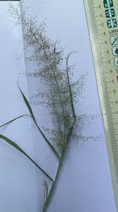 Image result for Sporobolus pectinellus