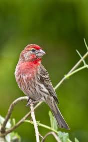 Small Birds Of Upstate Ny Pin By Vicki Roth On I Like Birds Finches Bird Pet Birds Pretty Birds