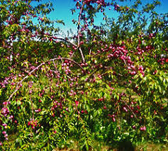 Japanese American Hybrid Plums Uncommon Fruit