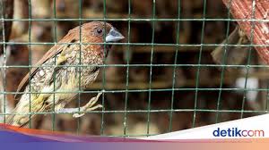 The family also ranges from the northern tundra and the subantarctic islands of new zealand and the south georgia group to the tropics. Rencana Basmi Burung Pipit Anggaran Jaring Rp 140 Juta Di Sleman Disorot