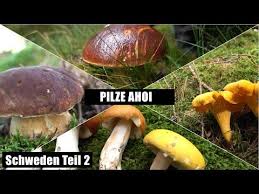 Pin Von Andrzej Wojciechowski Auf B In 2020 Pilze Schweden Steinpilze