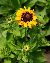 Image result for Rudbeckia
