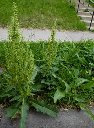Image result for Rumex crispus