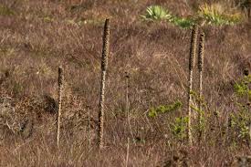Image result for Lobelia mildbraedii
