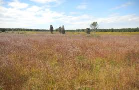 Image result for Sorghastrum fuscescens