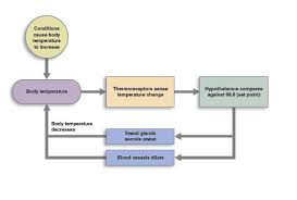 Homeostasis And Feedback Loops Anatomy And Physiology I