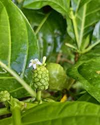 Image result for Morinda