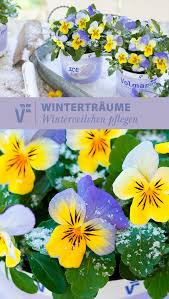 Winterveilchen Pflanzen Und Pflegen Winter Blumen Winterharte Blumen Pflanzen