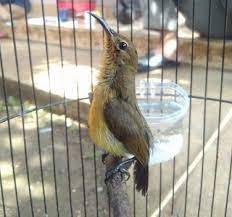 Cara membuat nektar bernutrisi untuk burung kolibri. Cara Merawat Kolibri Ninja Konin Trotol Agar Gacor Dan Tidak Mati Maskicau Net