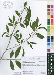 Image result for Rytigynia sp. C