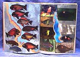 Tanganyikan Cichlids in their Natural Habitat