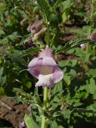 Image result for Sesamum parviflorum