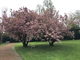 Der nordpark in düsseldorf ist eine öffentliche grünanlage im stadtteil stockum. Nordpark Und Japanischer Garten Schwarzweissundbunt
