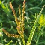 Image result for Digitaria velutina