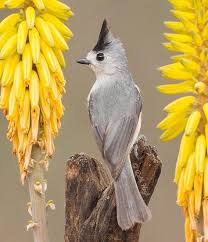 Red Birds Of East Texas Birds Place On Instagram Do You Know The Black Crested Titmouse It S A Small Songbird Native To Southern Texas O Beautiful Birds Pet Birds Colorful Birds
