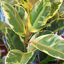A white latex material appears when stems and/or leaves are broken. Ficus Tineke Rubber Plant Houseplant For Sale Free Uk Delivery
