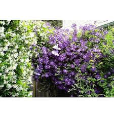 Check spelling or type a new query. Lowest Price Clematis Seeds 50pcs 24 Color Mixed Clematis Flower Seeds Decor Plants Home Garden Climbing Outdoor Shopee Singapore