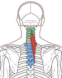 Semispinalis Cervicis Functional Anatomy Integrative Works Anatomy Integrative Illustration