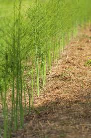 With proper care and maintenance, asparagus plants can produce in your garden for over 15 years! Asparagus Plants Growing In A Straw Mulch Toronto Ontario Canada Stock Photo Dissolve