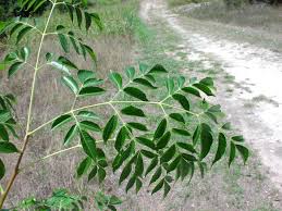 Image result for Melia azedarach