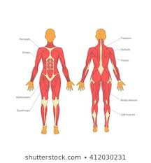 Here we explain the major skeletal muscles, muscle structure, fibre types, contractions and sliding filament theory. Ng 7301 Diagram Of Muscles Of The Body Free Diagram