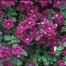 Image result for Clematis pulchra