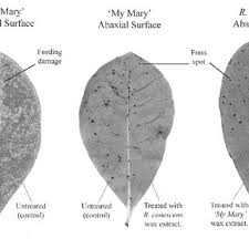 Check spelling or type a new query. Pdf Leaf Wax Extracts Of Four Deciduous Azalea Genotypes Affect Azalea Lace Bug Stephanitis Pyrioides Scott Survival Rates And Behavior