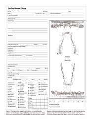 Dental Chart Template Bedowntowndaytona Com