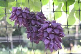 Image result for Mucuna