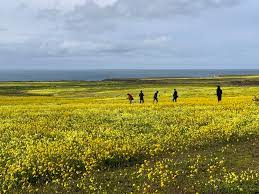 Half moon bay is a quaint small town in the heart of san mateo county's coastal region. Mustard Flower Field Photo I Took Today Half Moon Bay Ca Pics