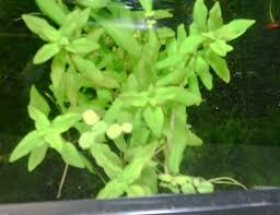 Image result for Nesaea erecta