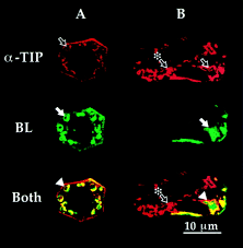 Photosynthesis converts the sun 's solar energy into chemical energy. Plant Cells Contain Two Functionally Distinct Vacuolar Compartments Cell