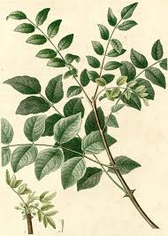 Image result for Zanthoxylum lindense