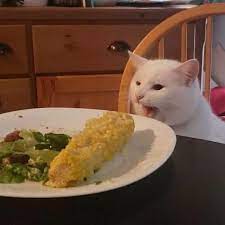 Turns Out The Pawsome Cat From Woman Yelling At A Cat Meme Is Named Smudge And His Instagram Is Adorable Bored Panda