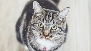 Mouth tumor in a cat. Cancer In Cats 3 Treatment Options Pethelpful By Fellow Animal Lovers And Experts