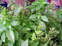 Image result for Ocimum fimbriatum