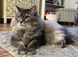 Breeding healthy, happy maine coons for over 25 years. Maine Coon Cat For Adoption Florida Baby Kittens Video