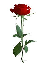 Red Rose Png Png Red Rose Gifs New Big Red Rose Gifs Good Big Red Rose Gifs Png Rose Background Rose Flower Png Beautiful Rose Flowers